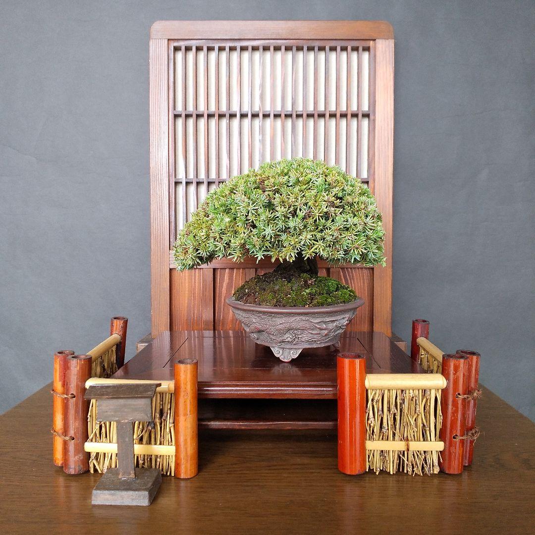 八房社松 盆栽
