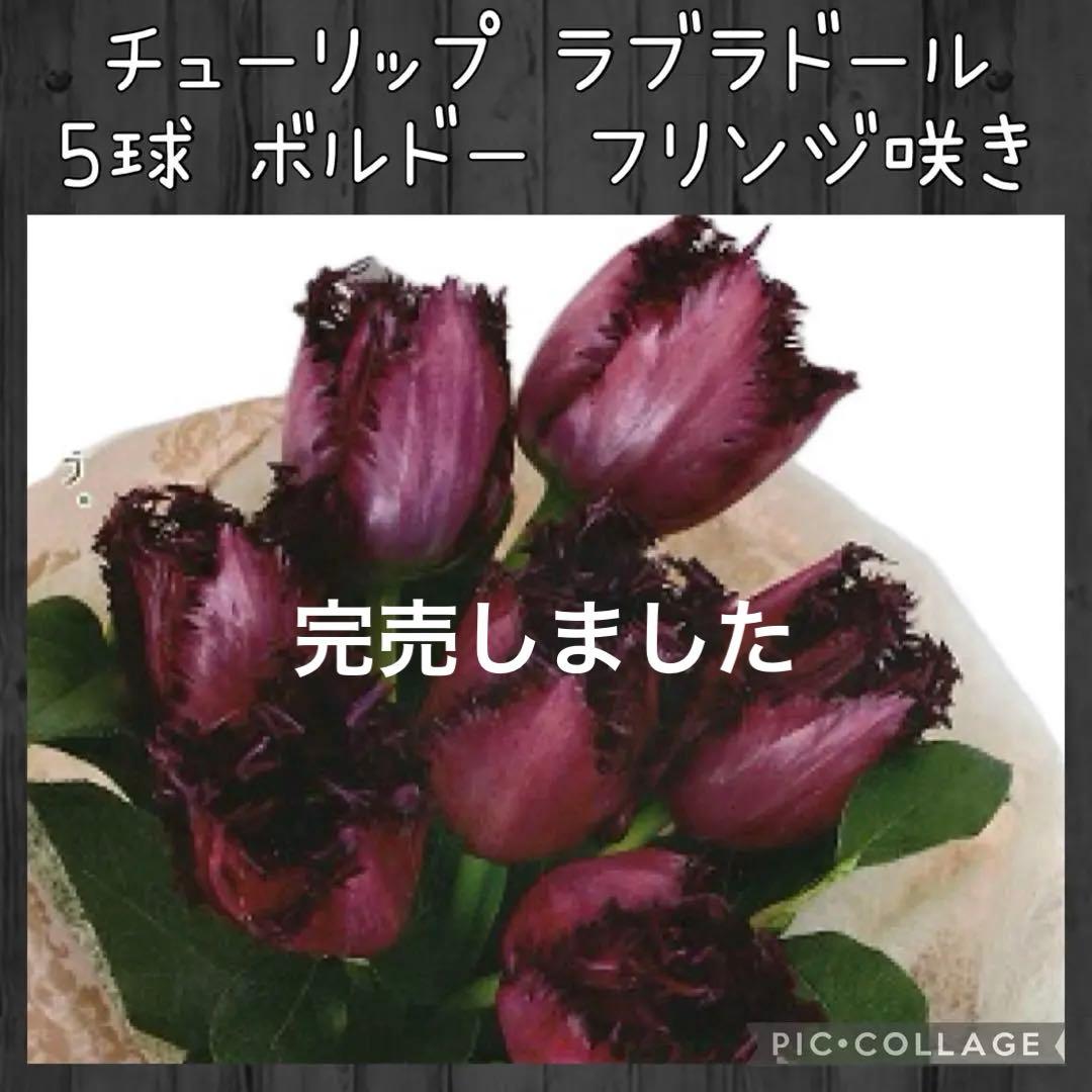 【球根】ラブラドール　5球　チューリップ　レア品種　ボルドー　フリンジ咲き