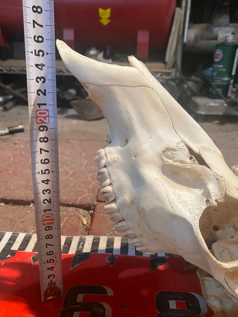 菊*ん様 蝦夷鹿hunting trophy（deer skull）異形角＋骨格