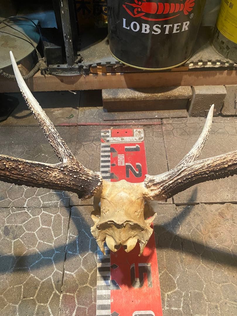 菊*ん様 蝦夷鹿hunting trophy（deer skull）異形角＋骨格
