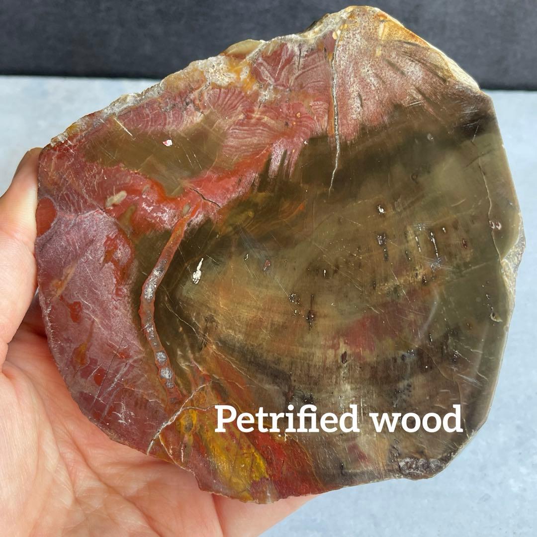 ペトリファイド ウッド スラブ プレート 珪化木 マダガスカル産