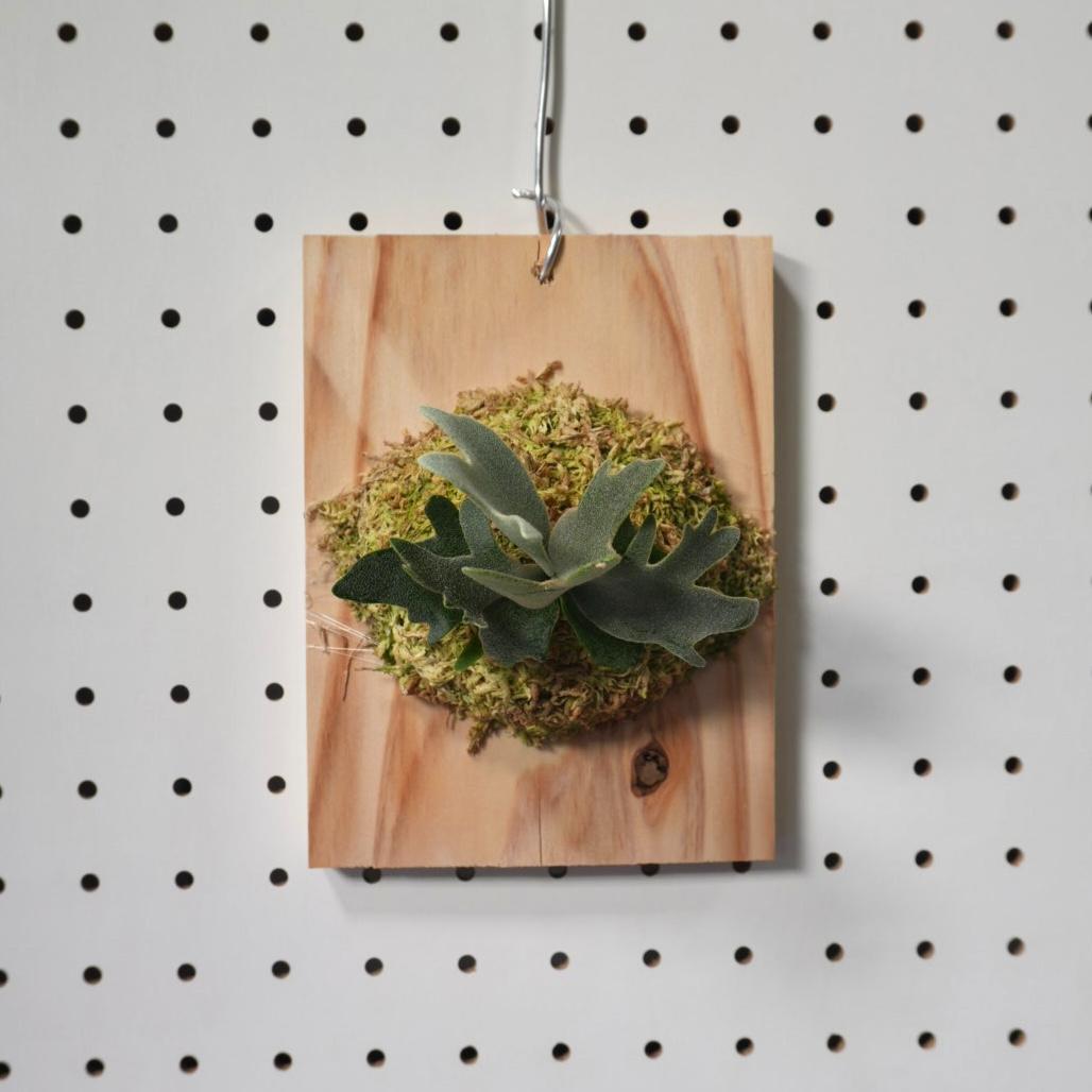 ビカクシダ YMDS ウィリンキー系 イエロームーンドワーフ　スポア