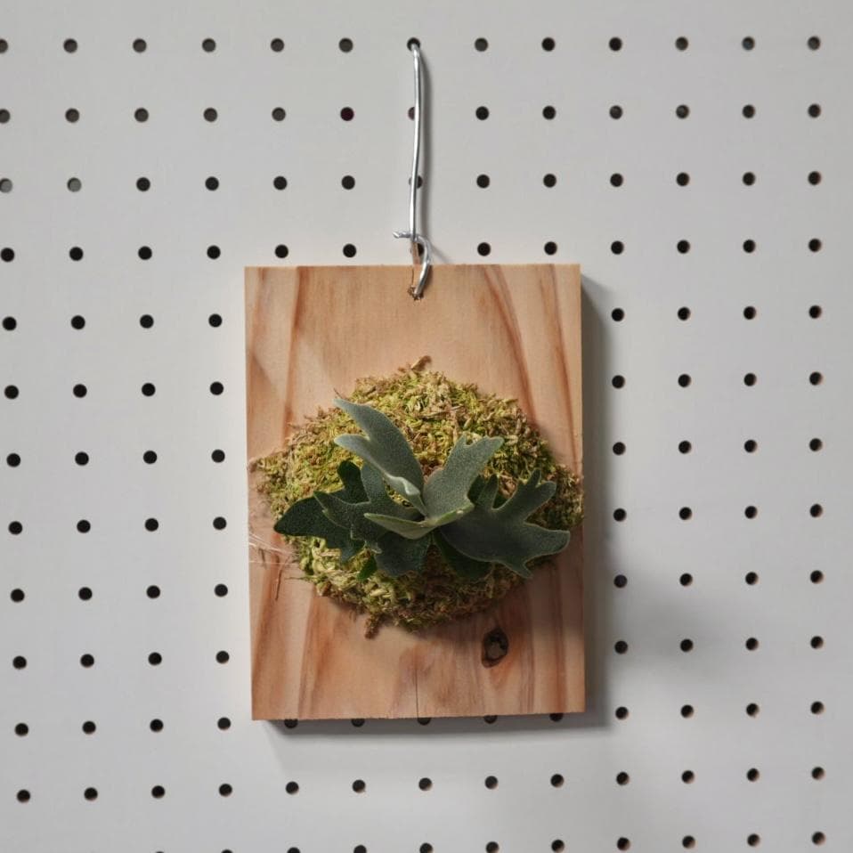 ビカクシダ YMDS ウィリンキー系 イエロームーンドワーフ　スポア