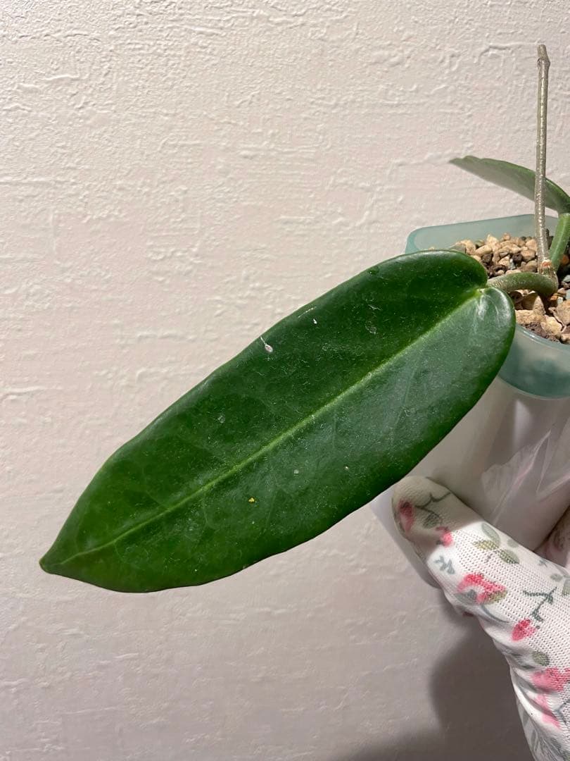 訳ありセール　珍種　ホヤ　Hoya Stenakei dark サクララン②