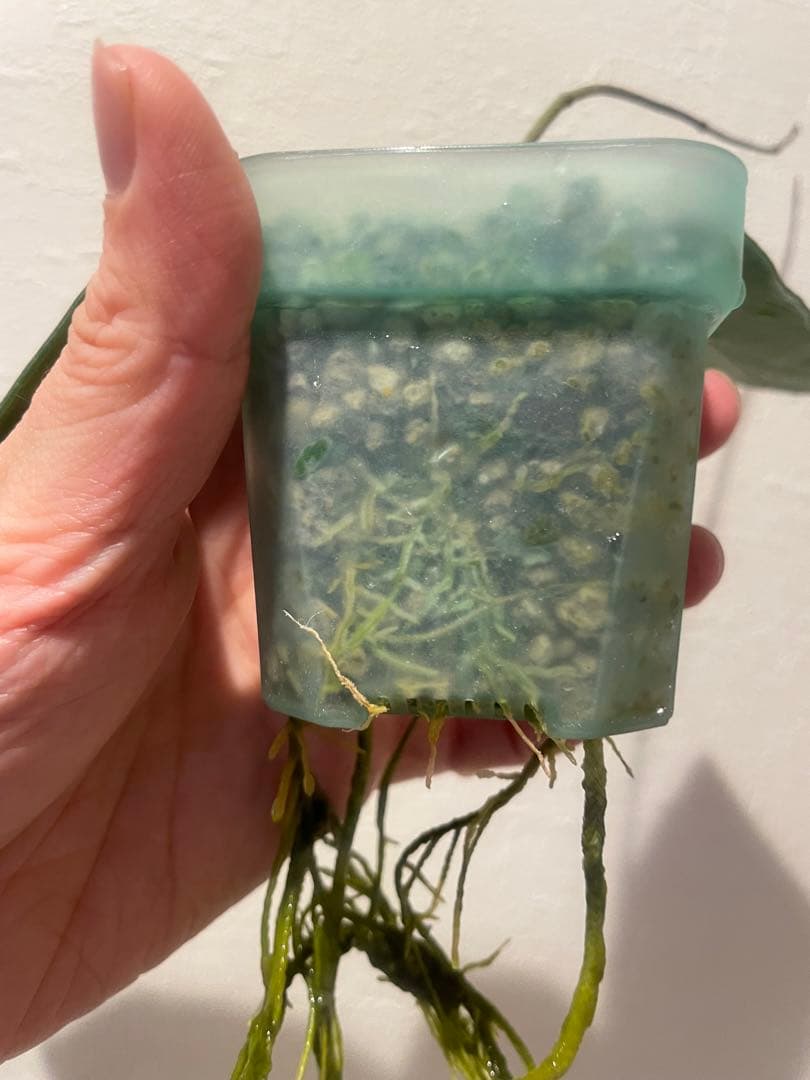 訳ありセール　珍種　ホヤ　Hoya Stenakei dark サクララン②