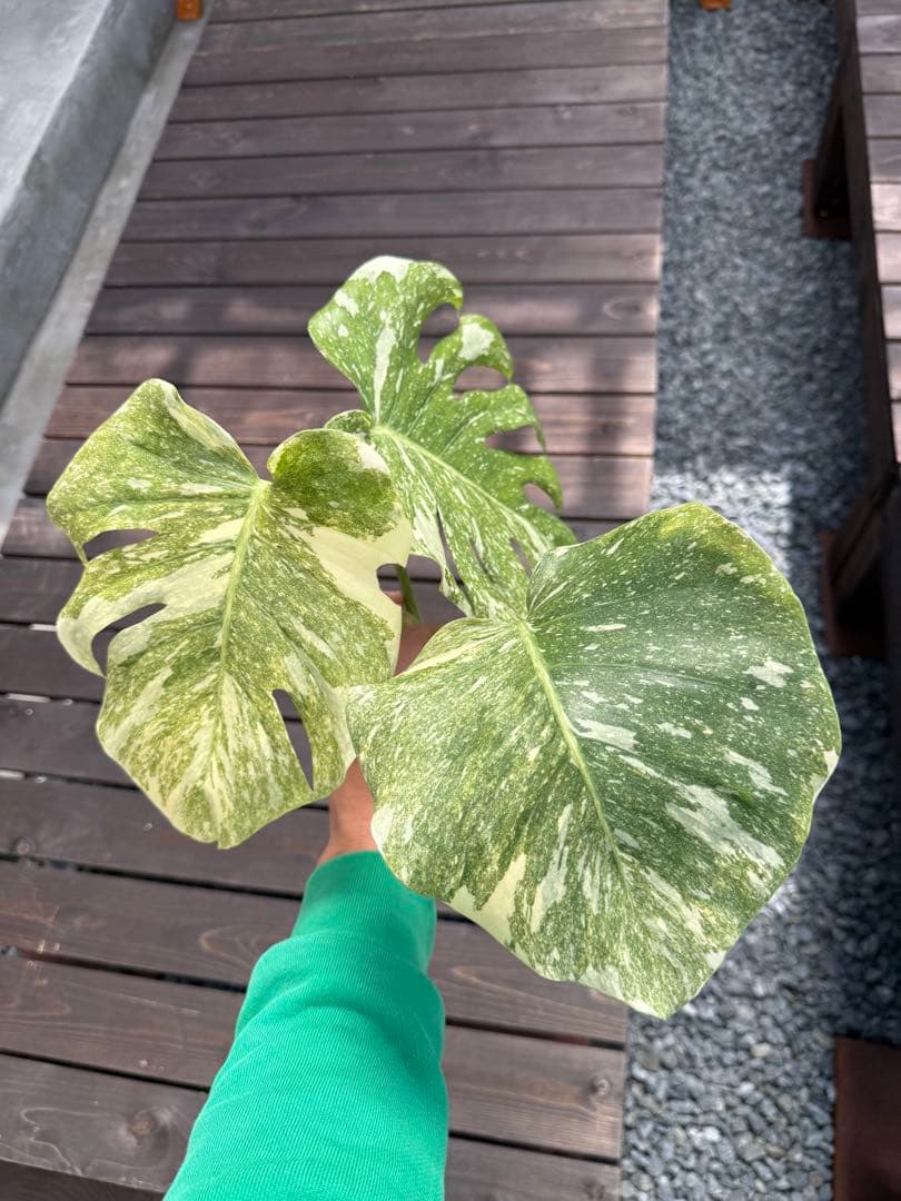 超希少な　モンステラ デリシオーサ ダイアモンド　レガシー　斑入りトップカット