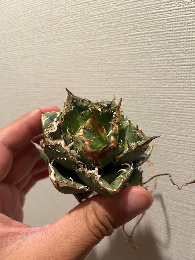 アガベ ブツブツ 中株 ノーネーム