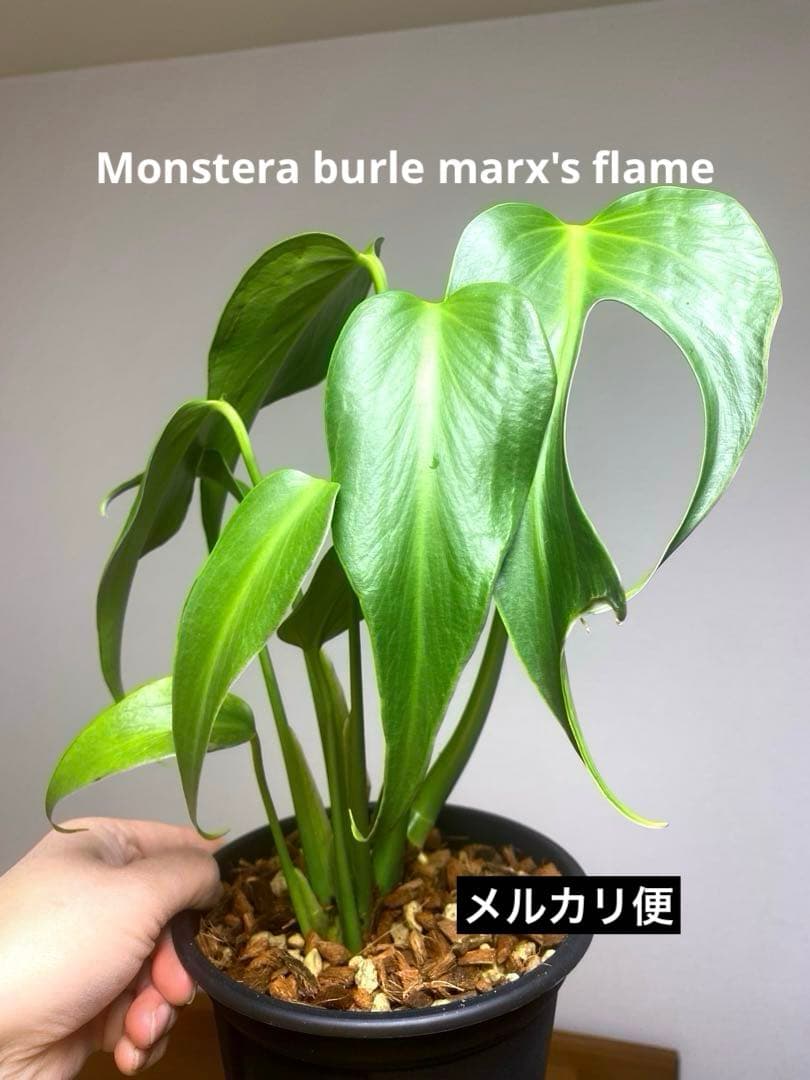 【棚整理セール‼️】モンステラ　バールマルクス　希少　レア　人気‼️ メルカリ便