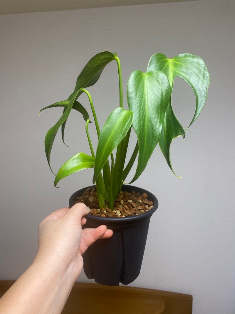 マ*ん様 【棚整理セール‼️】モンステラ　バールマルクス　希少　レア　人気‼️