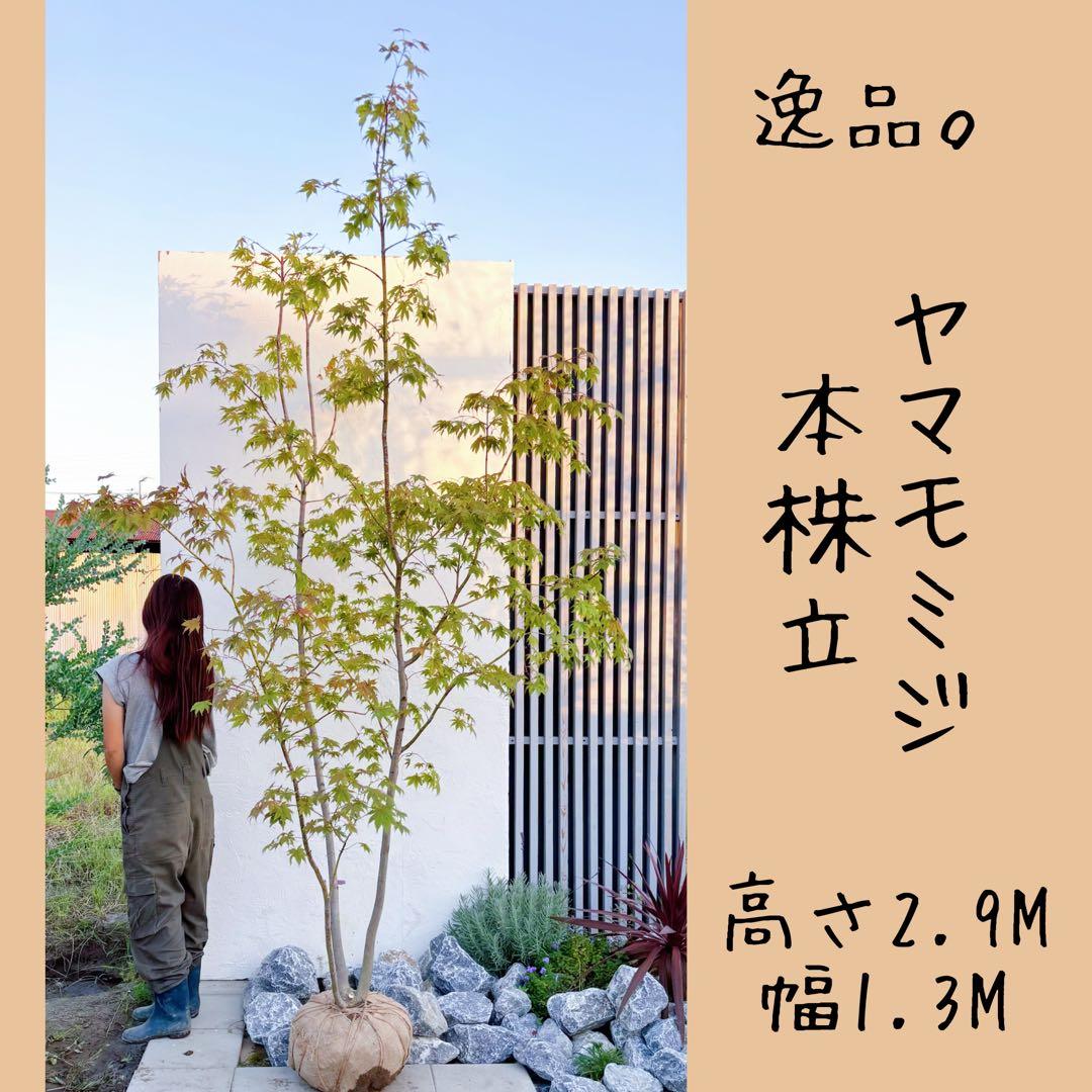 逸品。ヤマモミジ本株立ち2.9M(鉢底から)