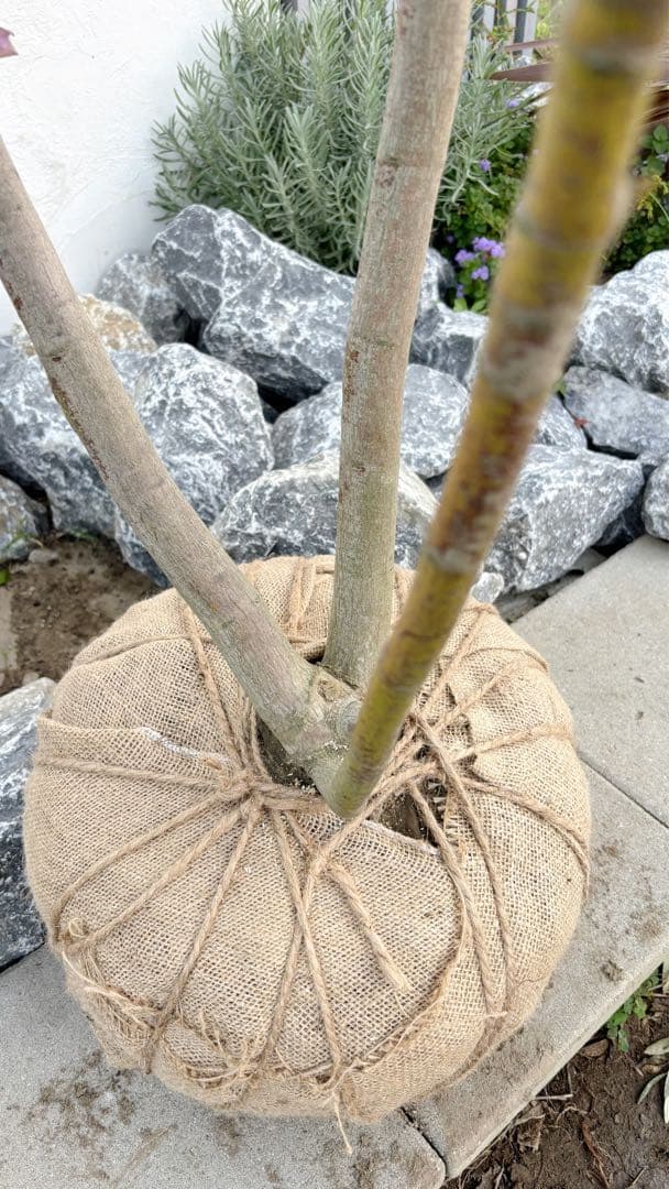 逸品。ヤマモミジ本株立ち2.9M(鉢底から)