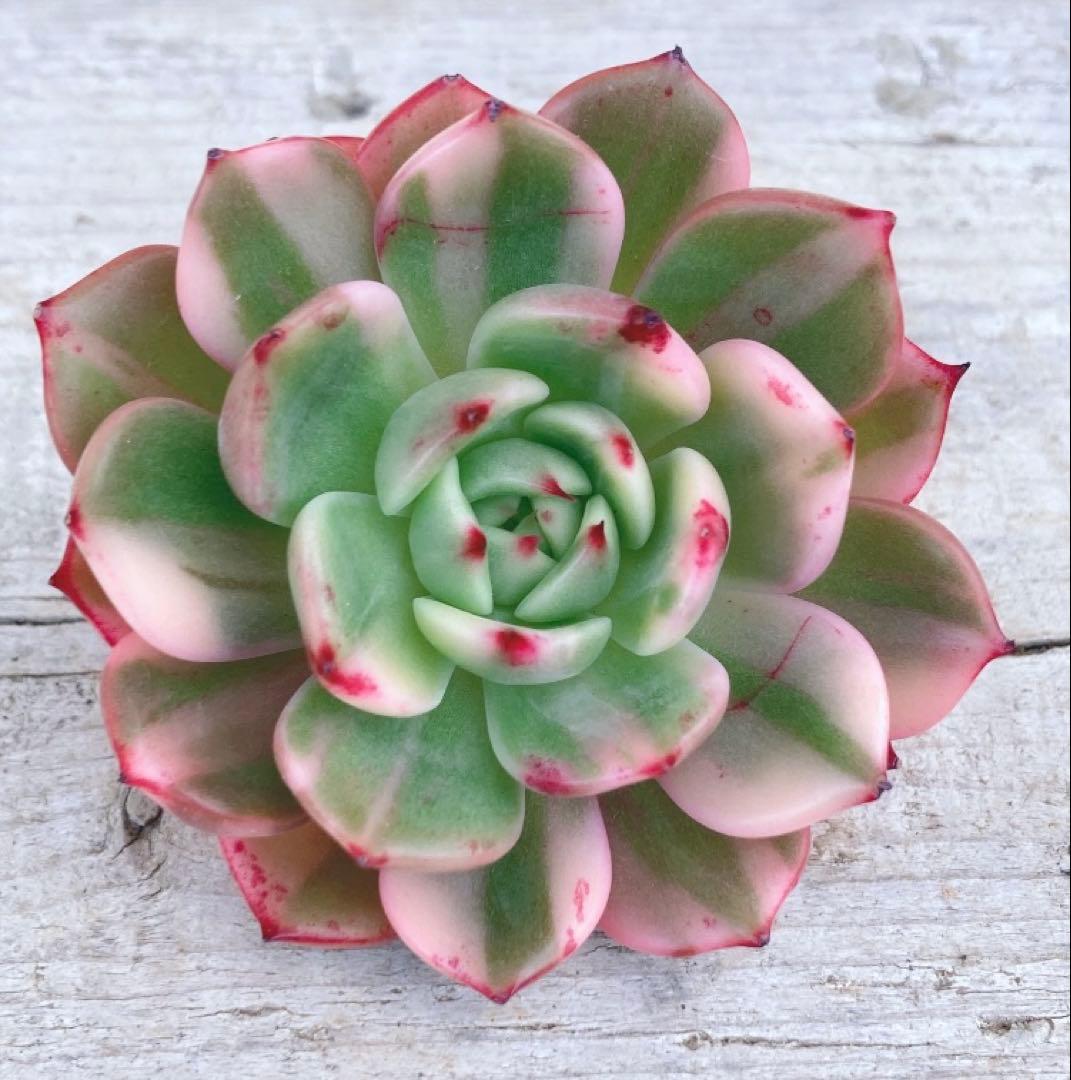 専用　多肉植物　大き目❁︎フラメンコ錦　未発根