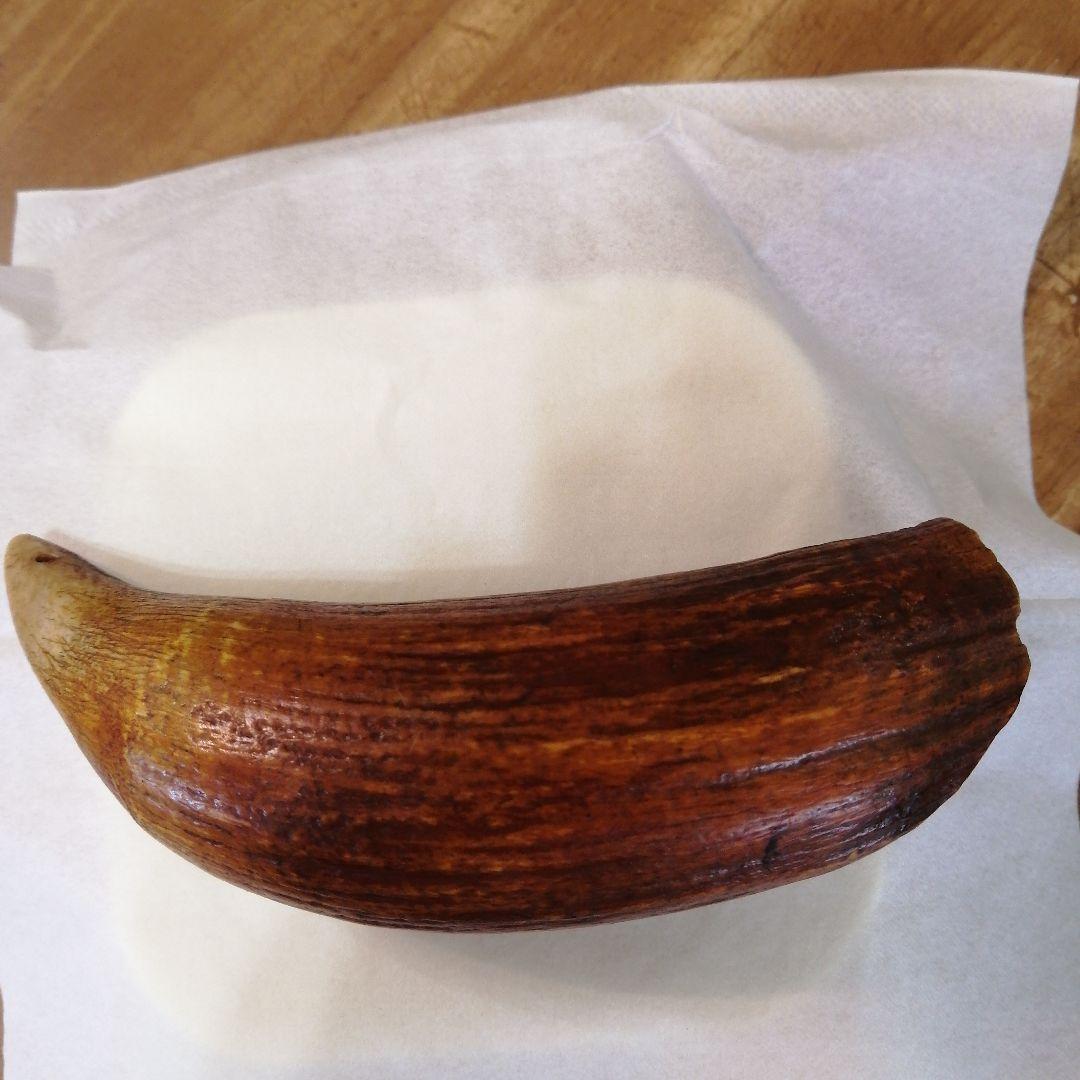 100年物鯨の歯（フィジーのタンブア）首からさげる286g