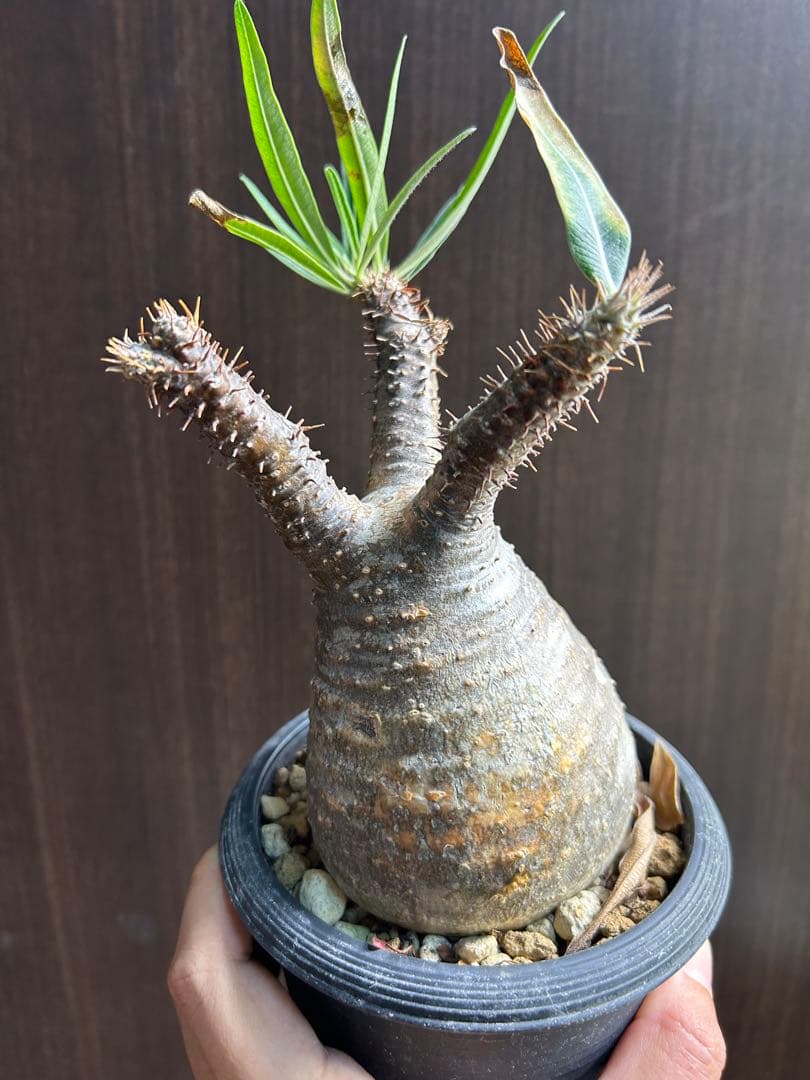 グラキリス現地球　良型　発根済み株