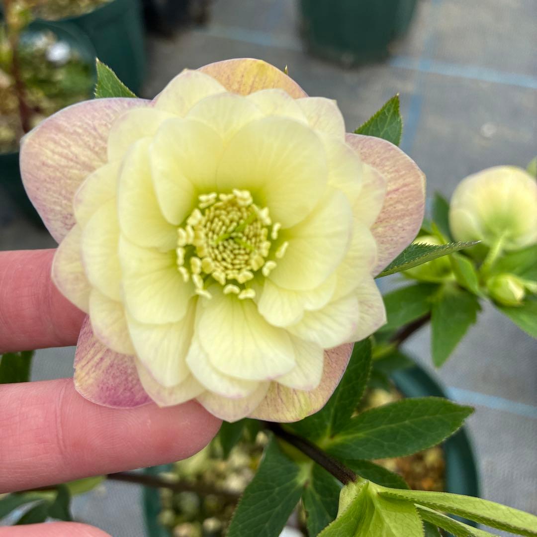 クリスマスローズ　クリームピンクグラデーション　６寸