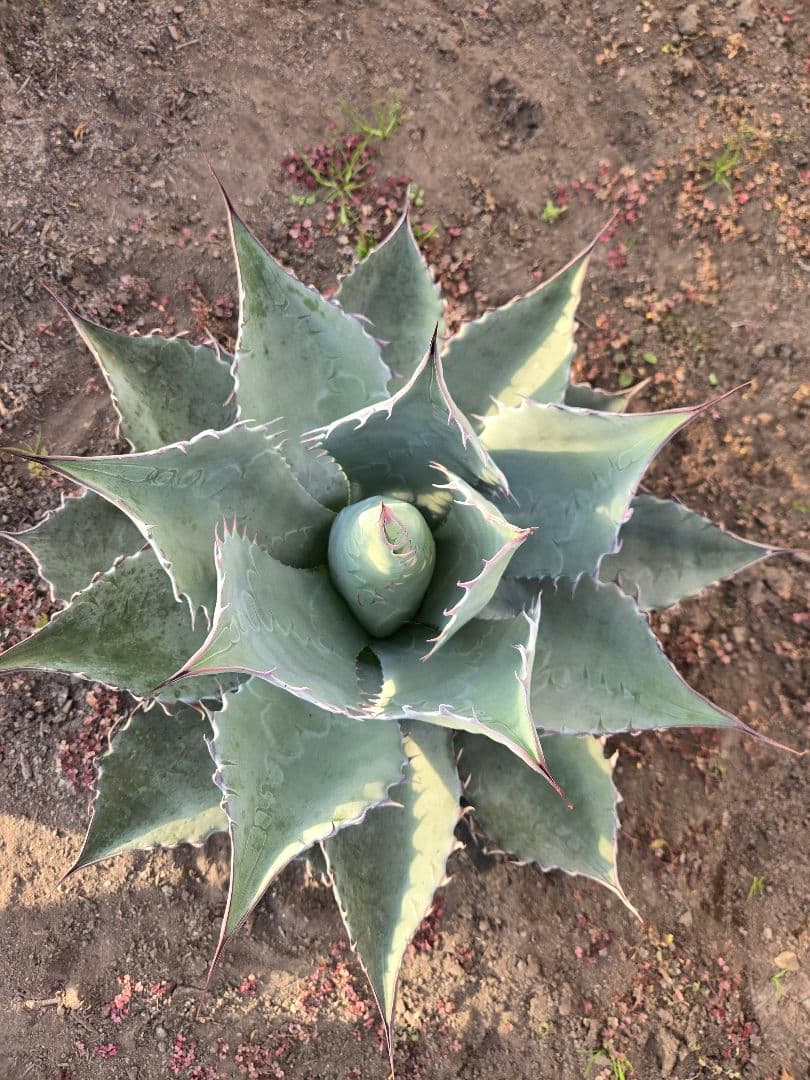 アガベ 　ハイブリッド　パラサナ　マルガリータ　カキコ