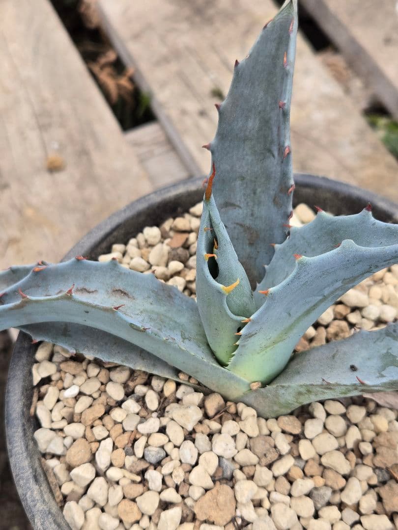 アガベ 　ハイブリッド　パラサナ　マルガリータ　カキコ