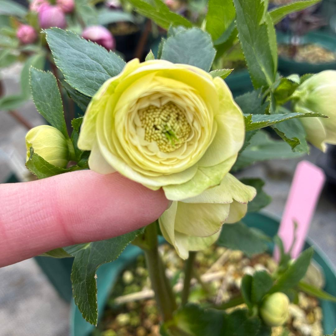 クリスマスローズ　加藤農園　多弁　７寸