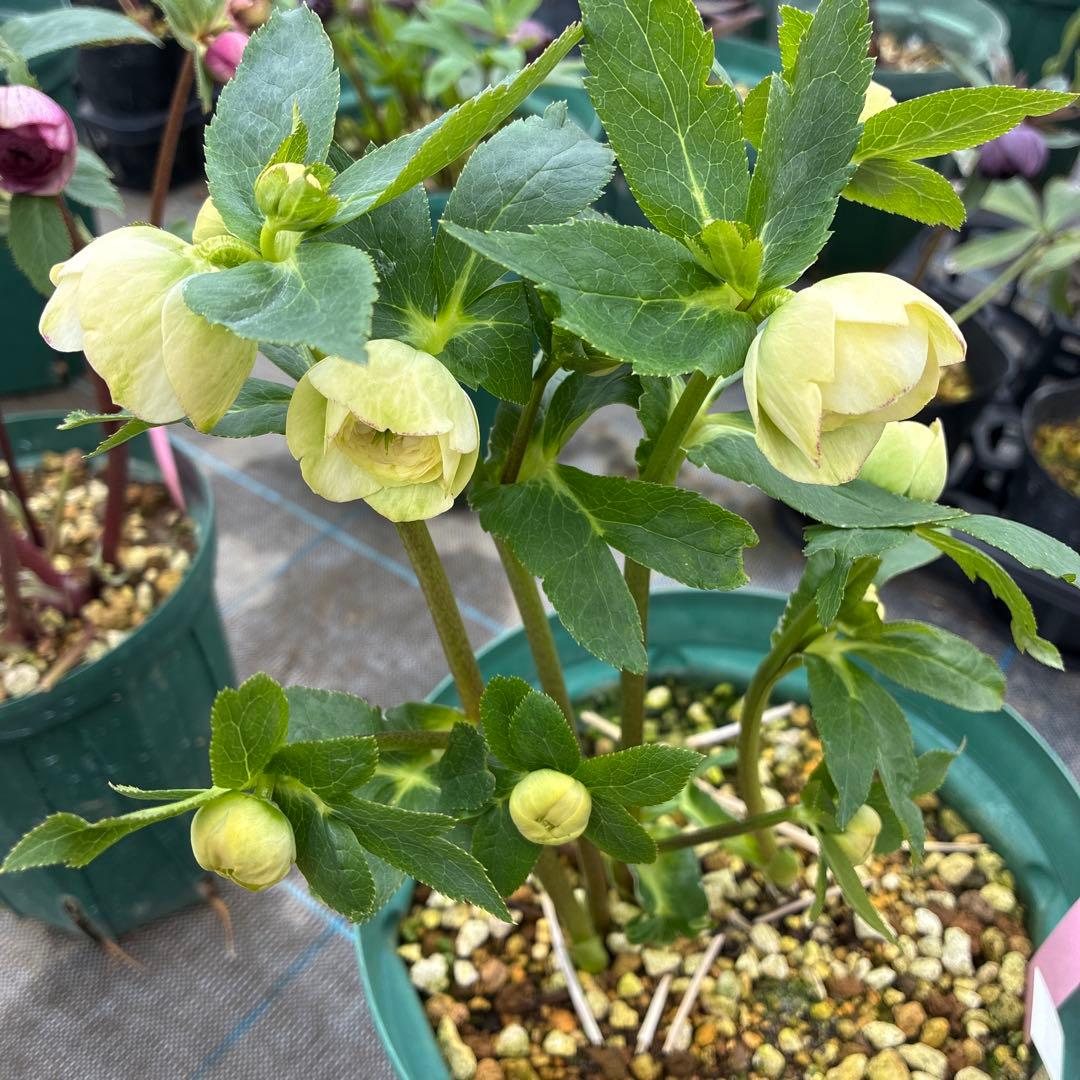 クリスマスローズ　加藤農園　多弁　７寸