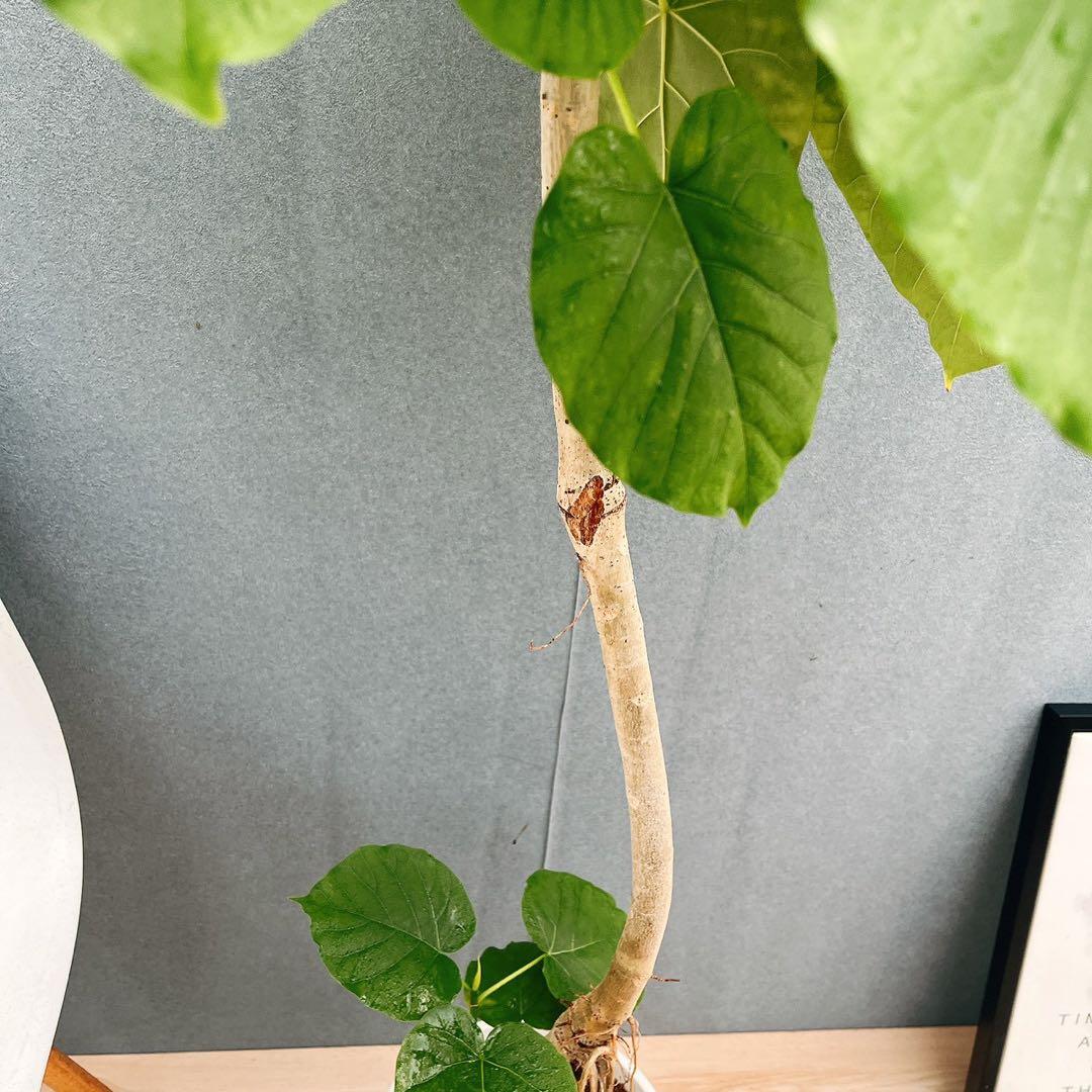 ［現品］A1 フィカスウンベラータ　8号　観葉植物　室内　大型　ゴムの木　人気