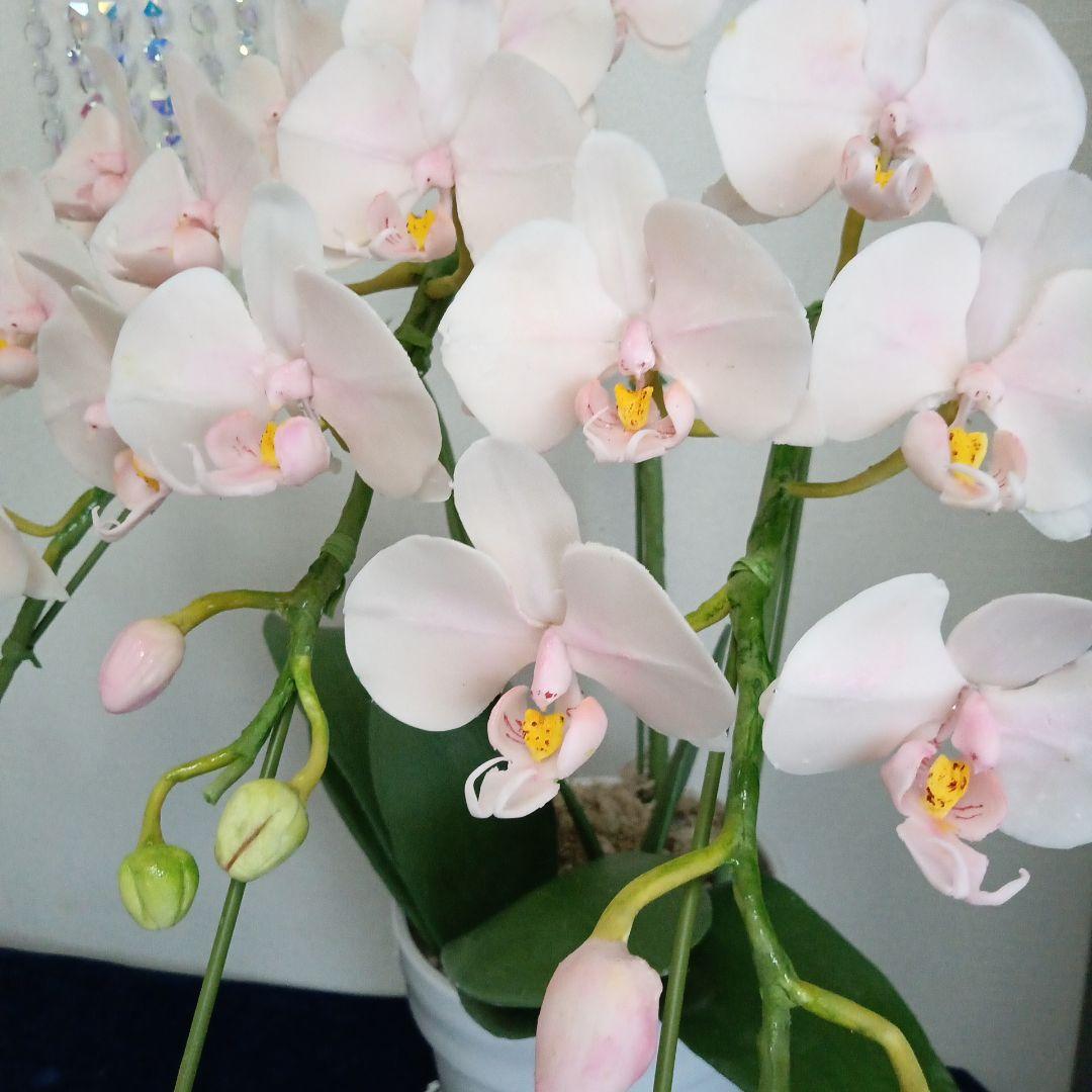 専用 3本立ちピンクの胡蝶蘭 クレイフラワー