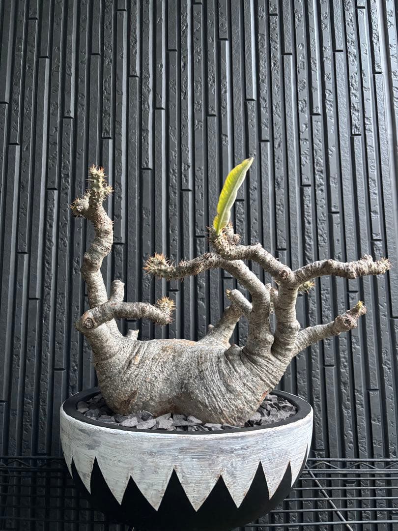 【グラキリス】御神木級 塊根！超大株 偏平 良型