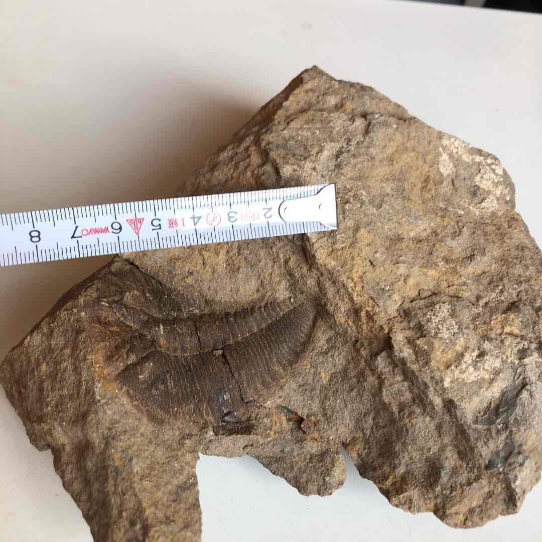 モロッコ産　三葉虫化石