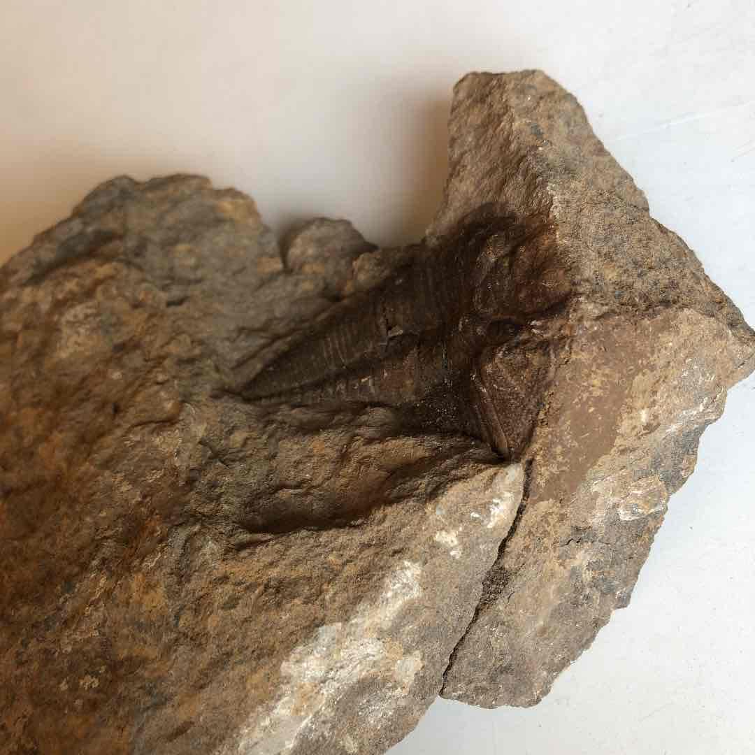 モロッコ産　三葉虫化石