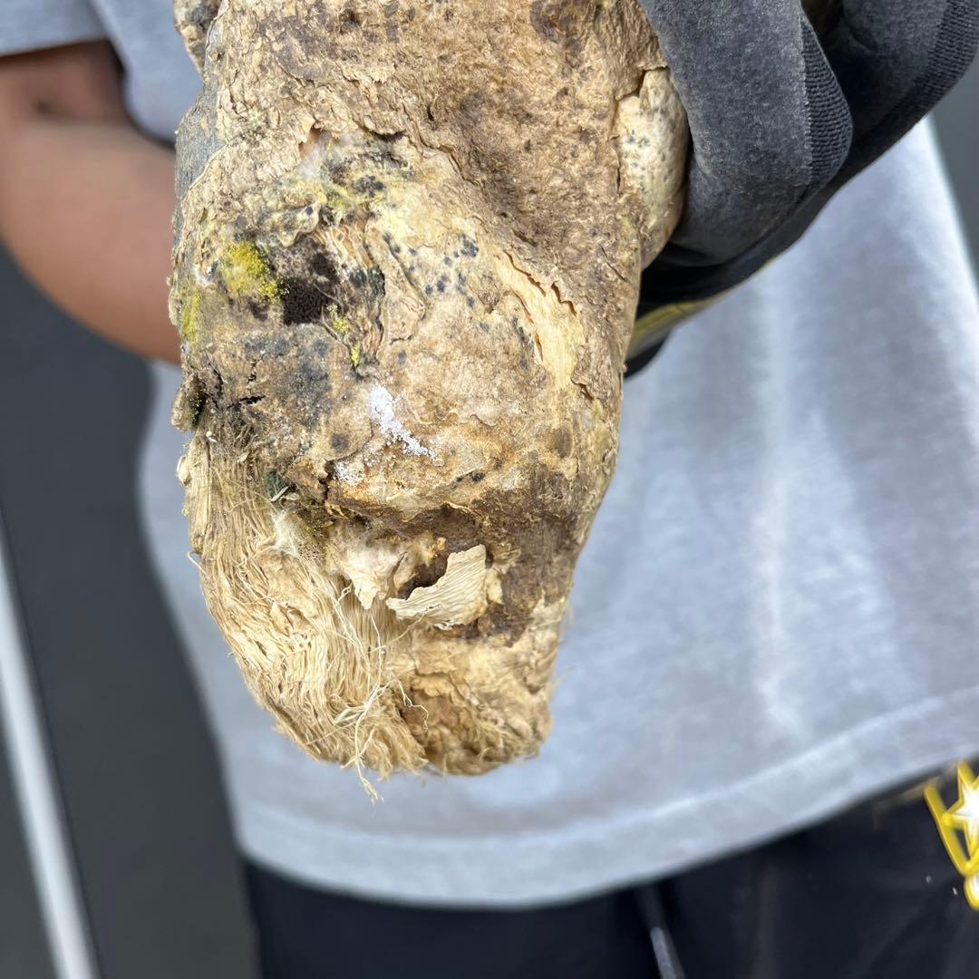 ゆ*う様 16 激レア 超大株 アデニア ペチュエリー 現地球 鮮度抜群