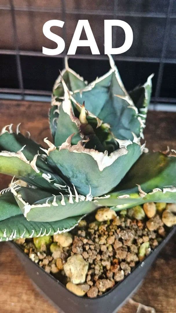 アガベ 白鯨 星空 凱旋 SAD 暴牙 人気品種5株セット チタノタ オテロイD