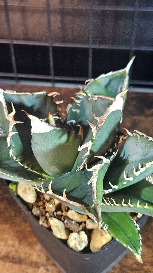 アガベ 白鯨 星空 凱旋 SAD 暴牙 人気品種5株セット チタノタ オテロイD