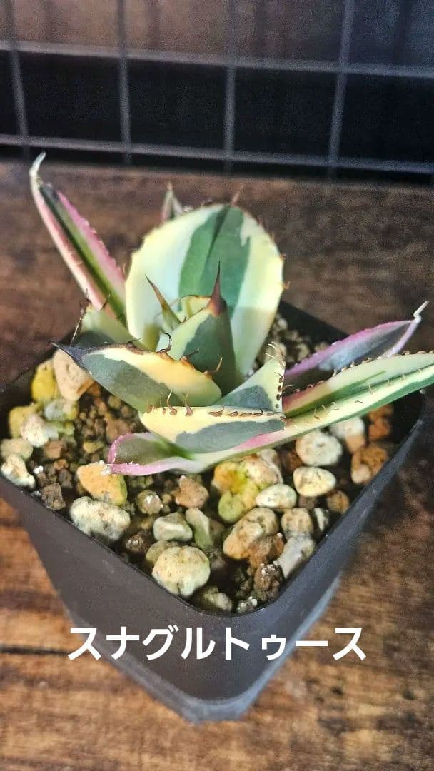 アガベ 白鯨 星空 凱旋 SAD 暴牙 人気品種5株セット チタノタ オテロイD