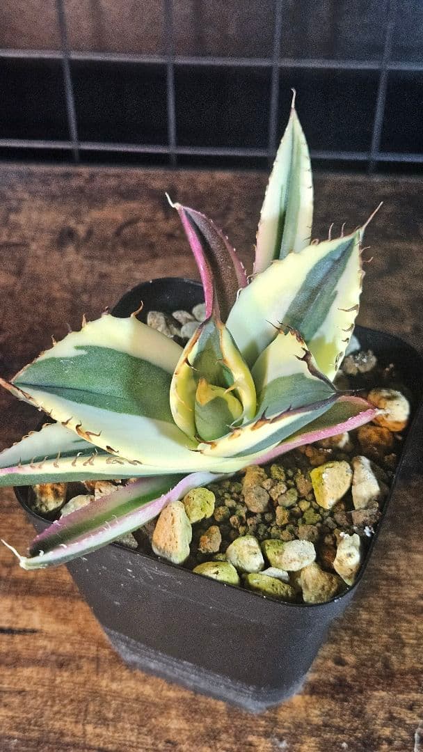 アガベ 白鯨 星空 凱旋 SAD 暴牙 人気品種5株セット チタノタ オテロイD