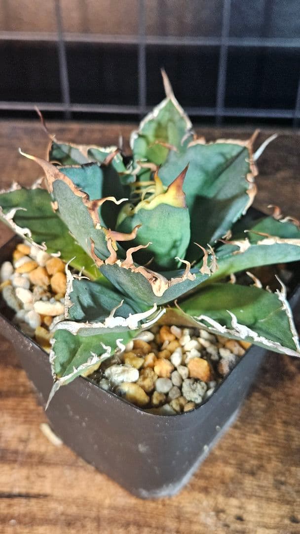 アガベ 白鯨 星空 凱旋 SAD 暴牙 人気品種5株セット チタノタ オテロイD