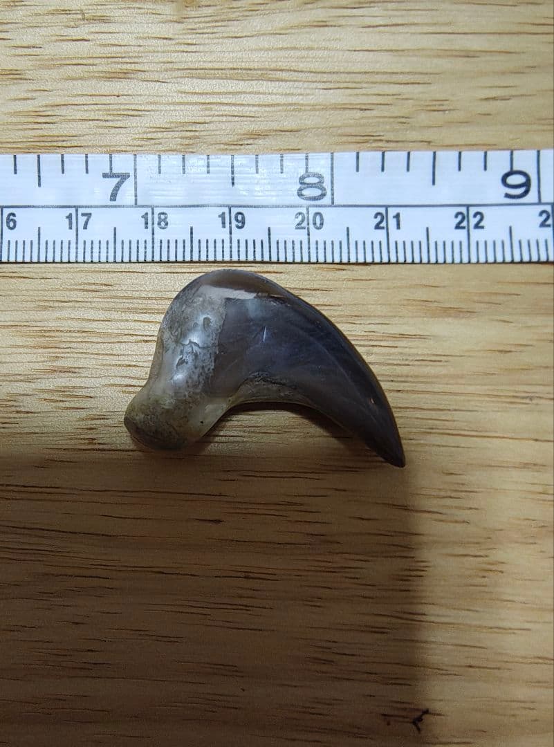 ツキノワグマ爪 魔除け 厄除け 置くだけお守り 天然素材 磨き仕上げ 個別購入可