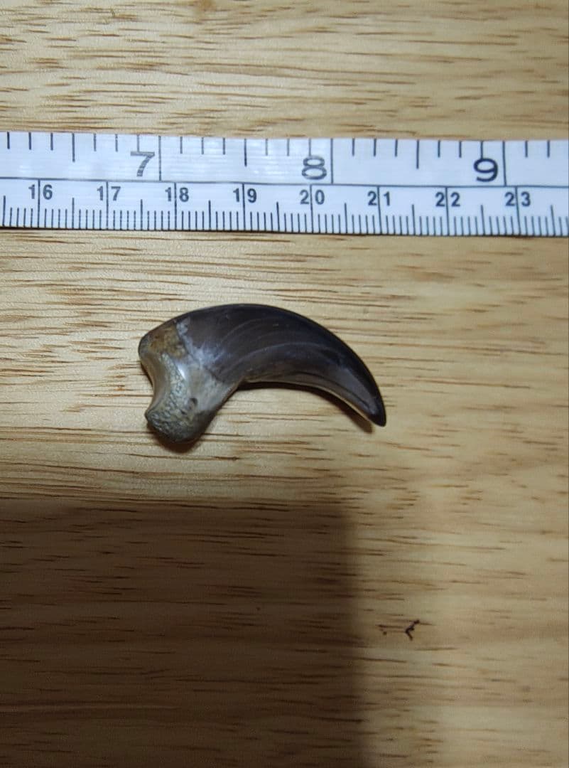 ツキノワグマ爪 魔除け 厄除け 置くだけお守り 天然素材 磨き仕上げ 個別購入可