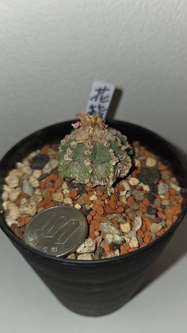 アズテキウム　花籠