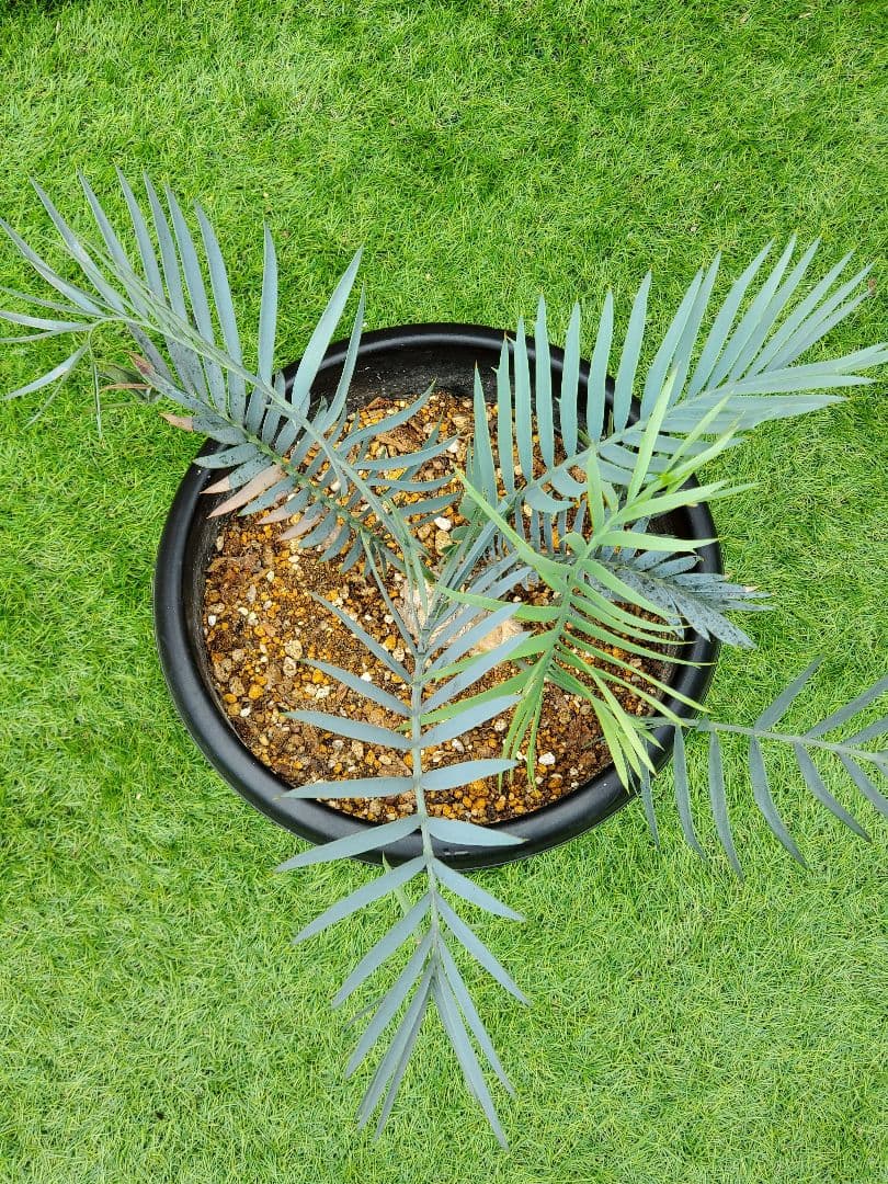 エンセ ファラルトス トリスピノーサス ダブルヘッド