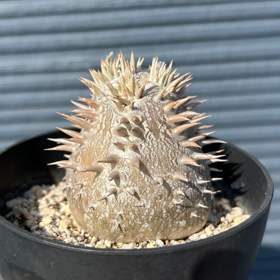 パキポディウム　恵比寿大黒　美株　鉢付き