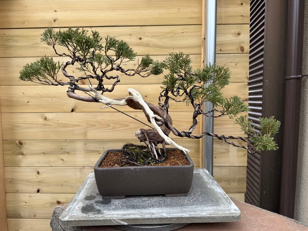 u*a様 糸魚川真柏 盆栽 山採り 樹高約35cm Juniperus 中品盆栽