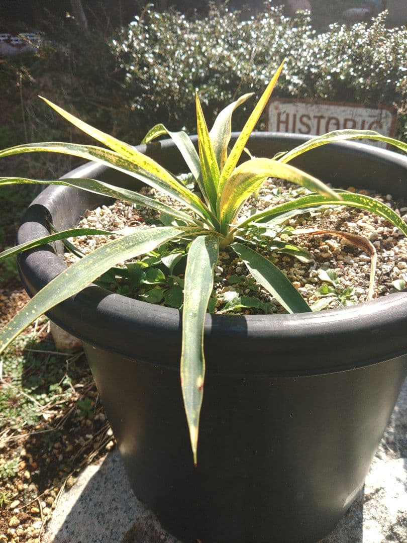 ユッカ　散斑入りグロリオサ