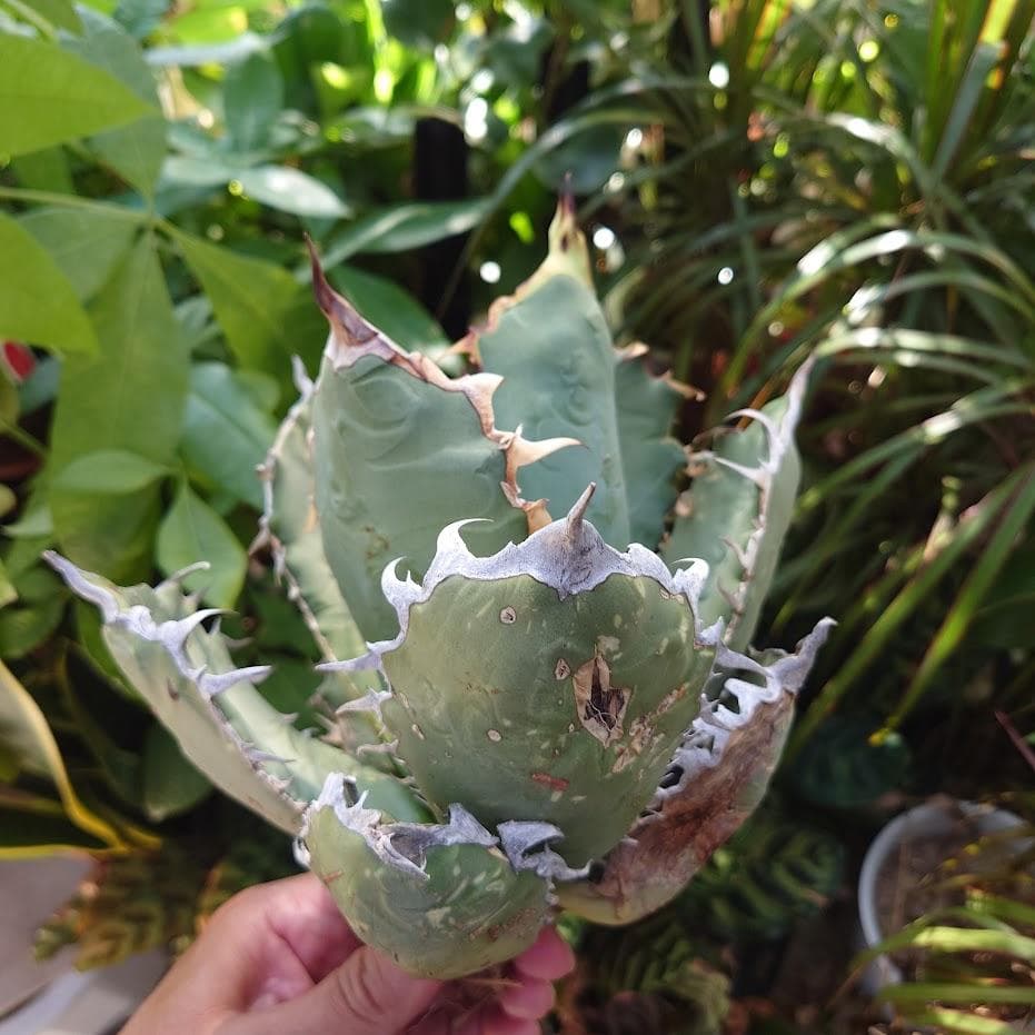 アガベ チタノタ オアハカ Agave titanota Oaxaca 19