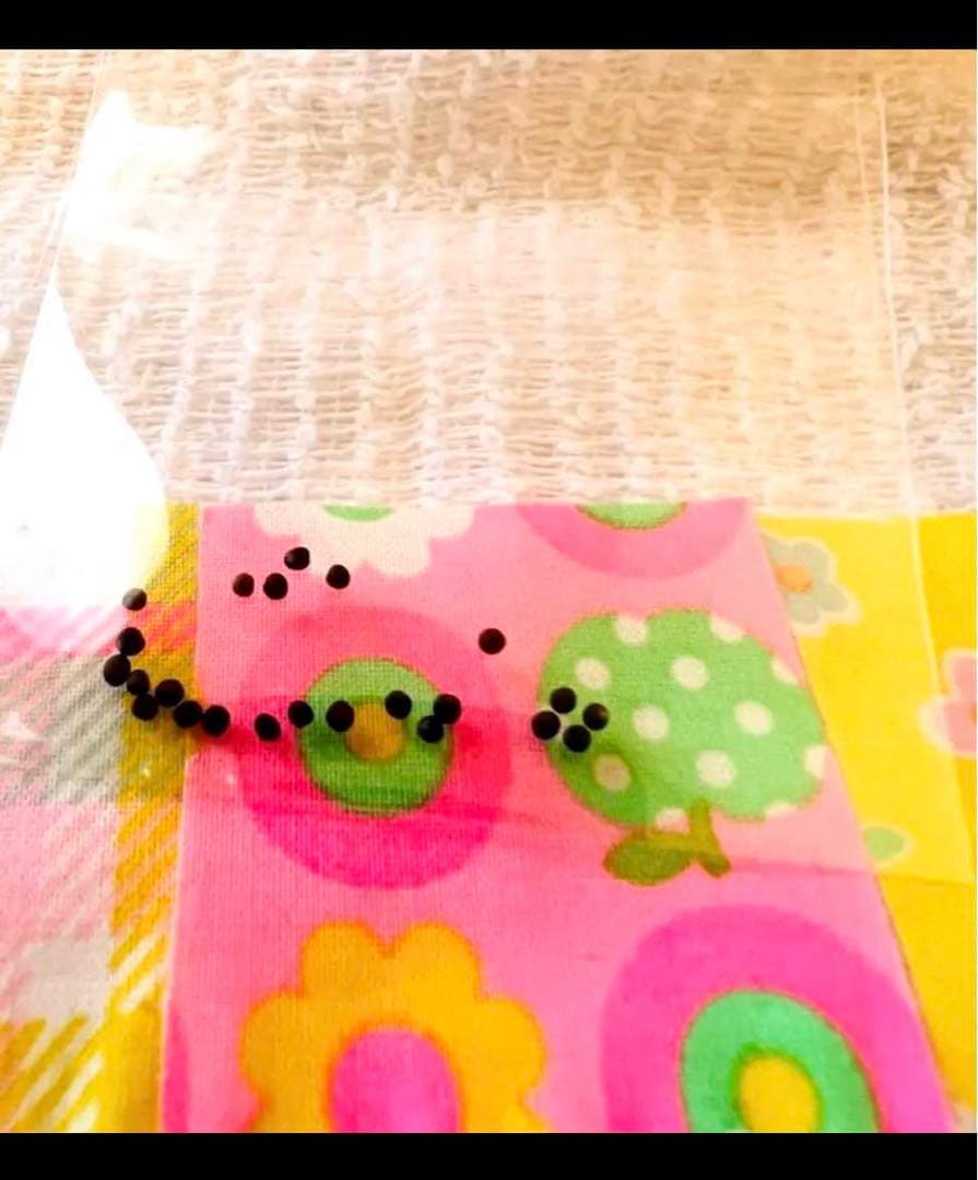 ⭐️ 小松菜のたね 野菜 早取り 無農薬 ♡ 種 自家栽培 水耕栽培 簡単匿名配送