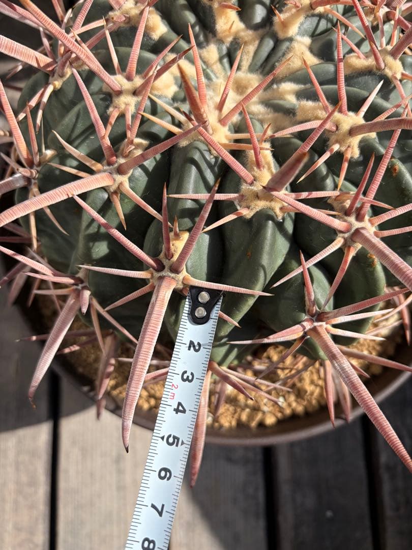 特大ホマロケファラ綾波　実生◇エキノカクタス多肉サボテン　アガベ ユッカ　金鯱