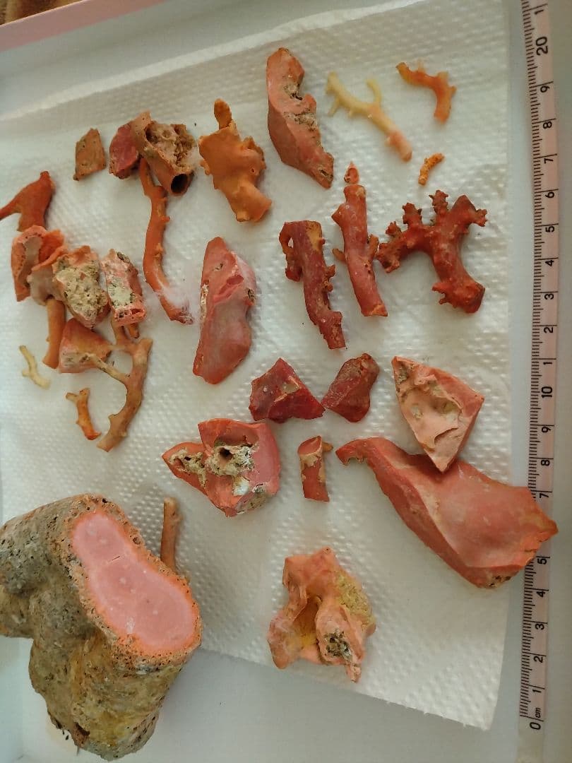 サンゴ原木の自然形状コレクション