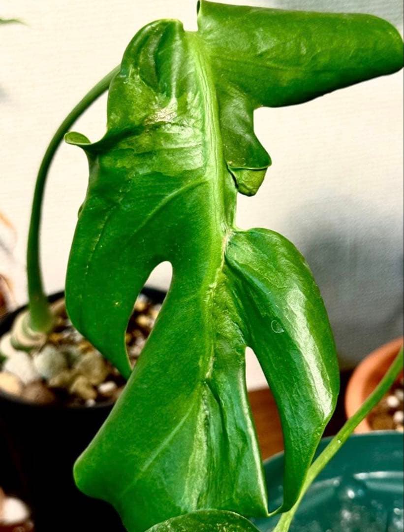 モンステラ・デリシオサ・シルバ・ラバ