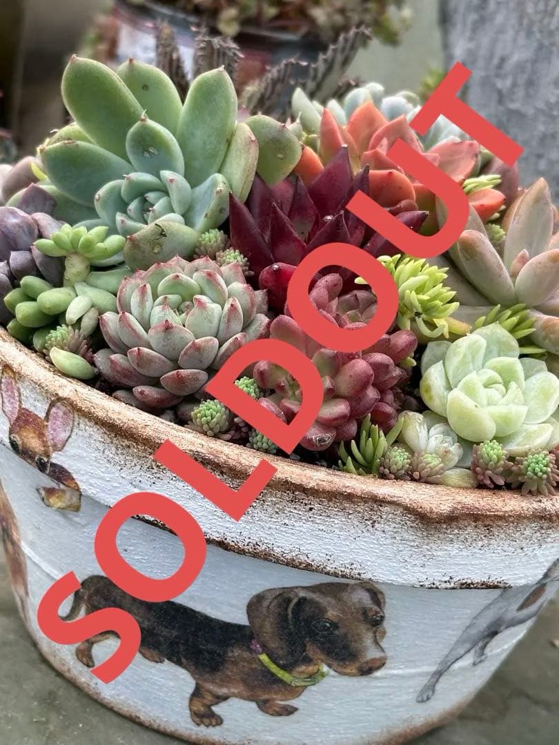 多肉植物☆リメ鉢寄せ植え