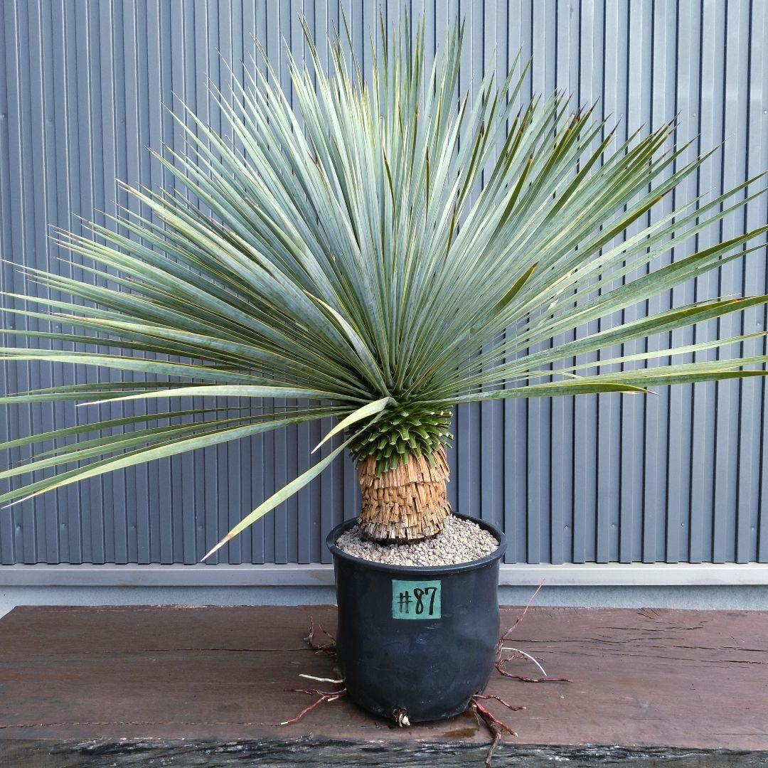 #87 ユッカ ロストラータ yucca rostrata（発根済）