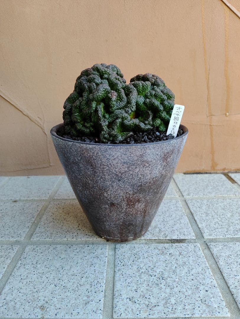 特大　ユーフォルビア オベサ 綴化（鉢付）