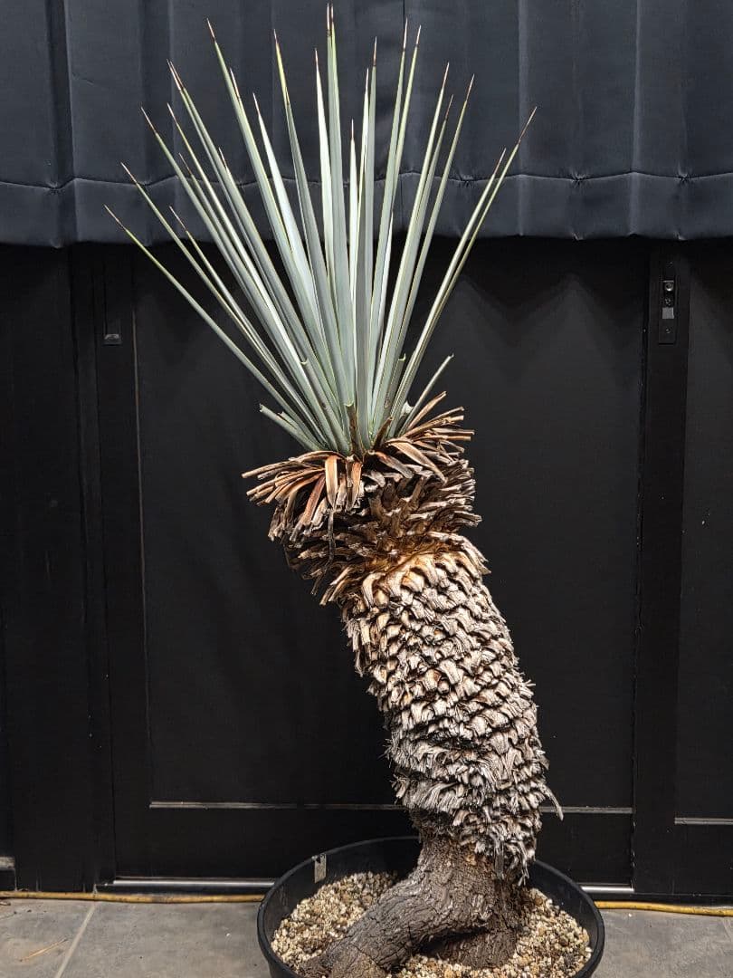 専用出品 セット、リピ割 ユッカリギダ 太株 (へ) 曲がり株